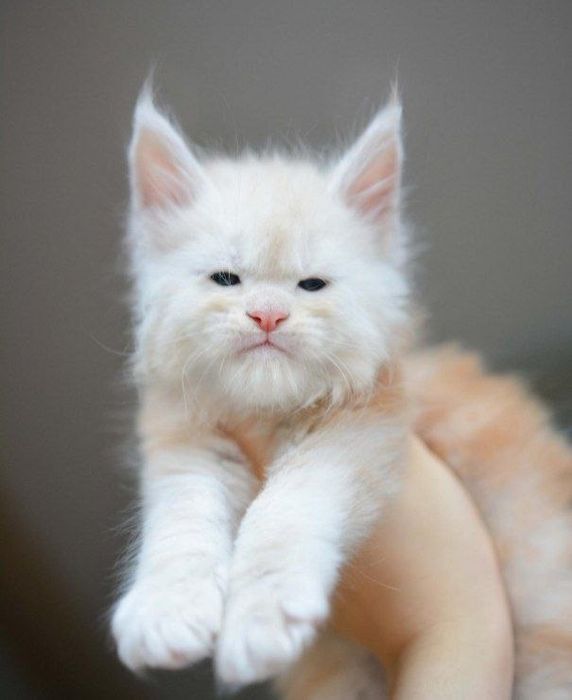 Мейнкун кошенята