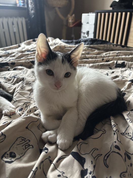 Zuma i Sima szukaja domu!