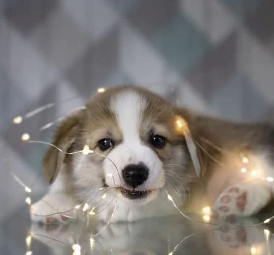 Дівчинка і хлопчики Вельш корг