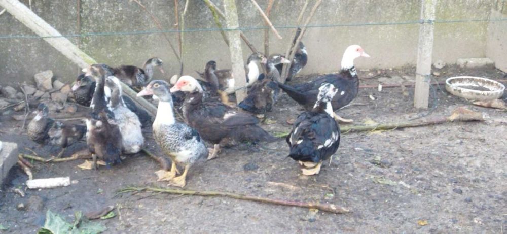 Vendo patos  Toulouse patos de carne ninhada a sair  daqui um mês