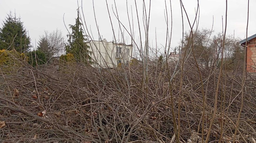 Gałęzie drewno na zrębki lub do palenia