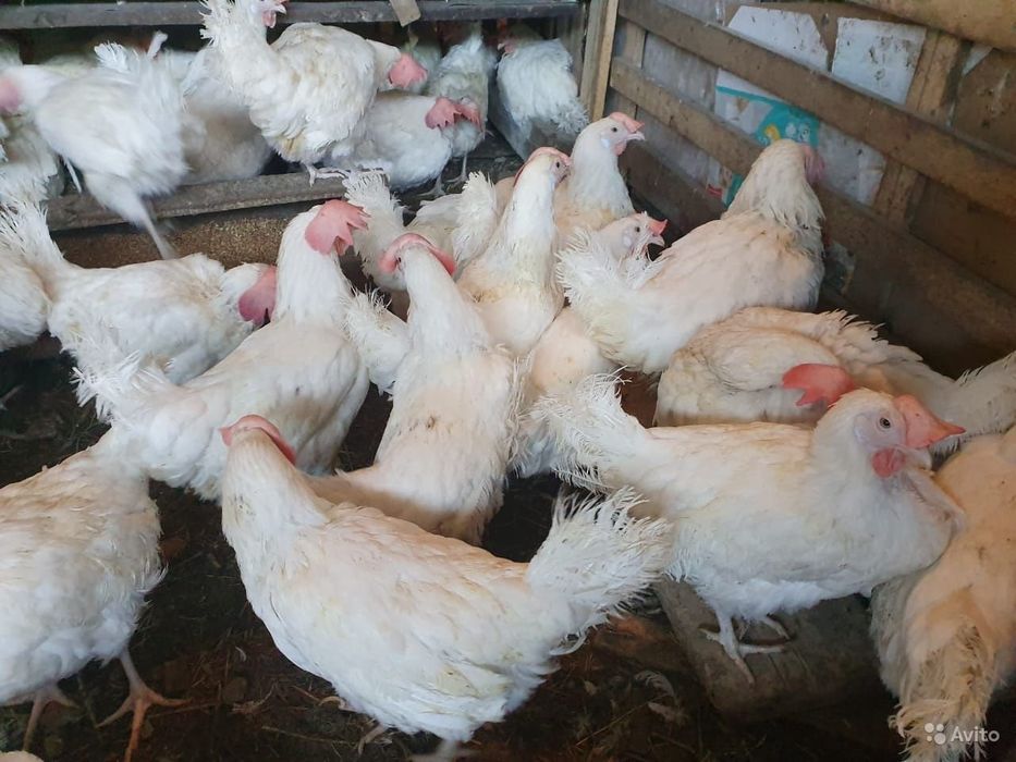 Продам курей несушек