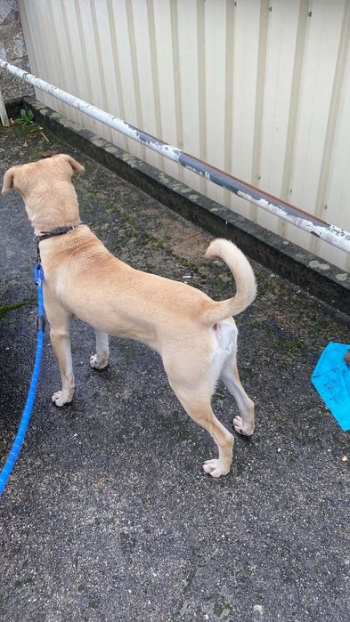 Cadelinha raçada de labradora