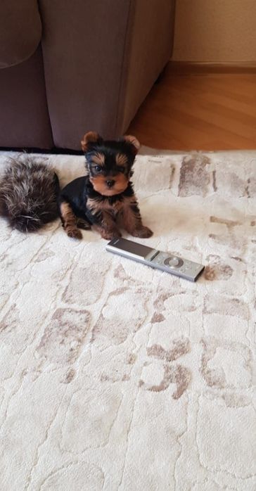 Йоркширский терьер мини