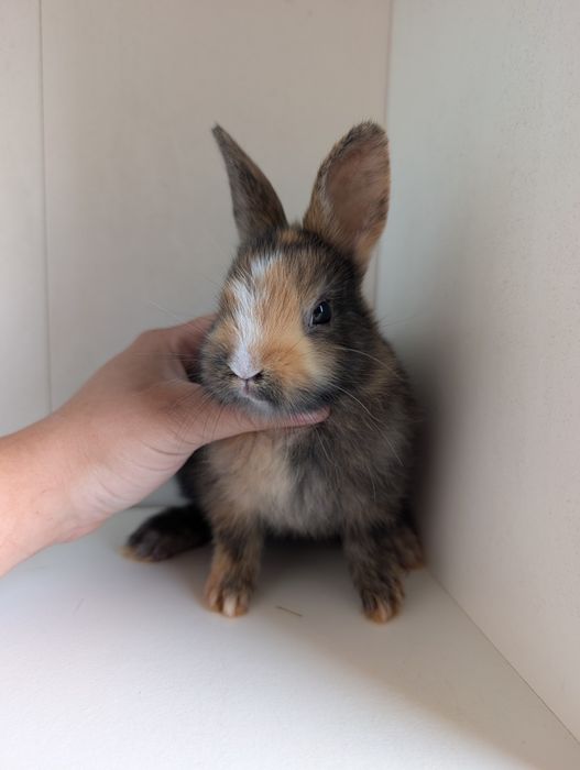 Królik karzełek, mini lop, miniaturka