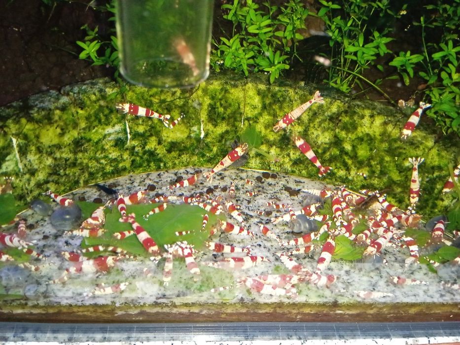 Camarões Red Crystal
