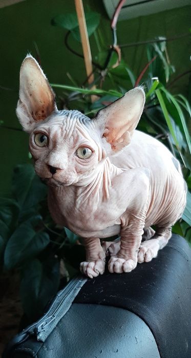 Хлопчик та дівчинка