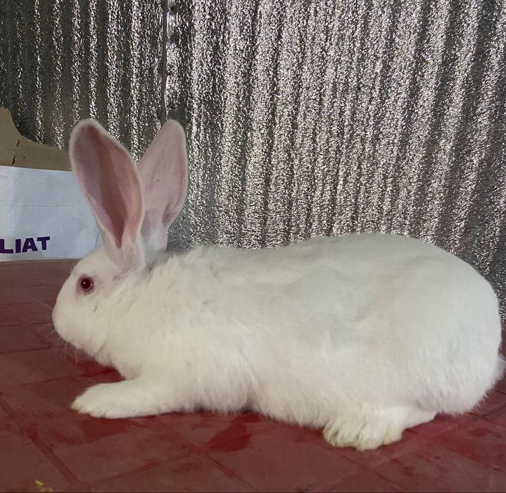 Термонська біла