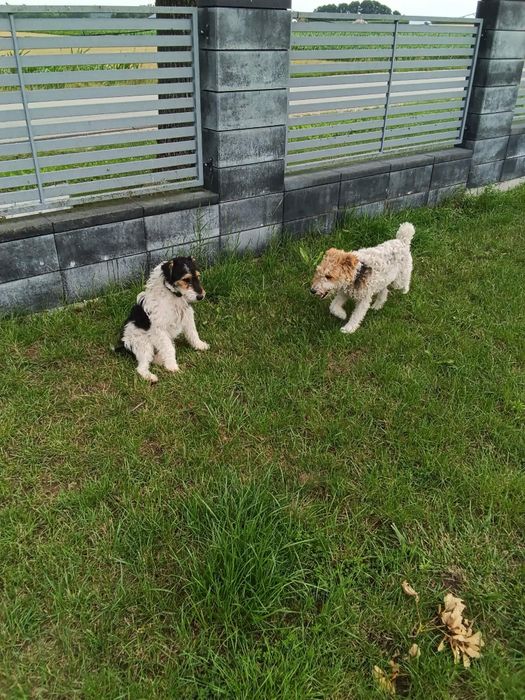 Szczeniaki Foxterier oddam