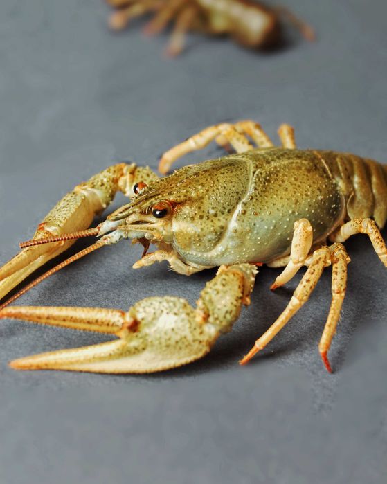 Раки живі. Раки варені. Ірпінь/Буча/Гостомель