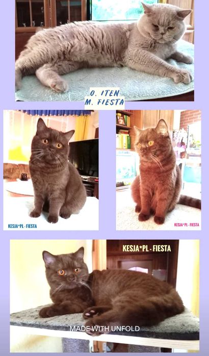 Kocurek brytyjski cynamonowy rodowód FPL