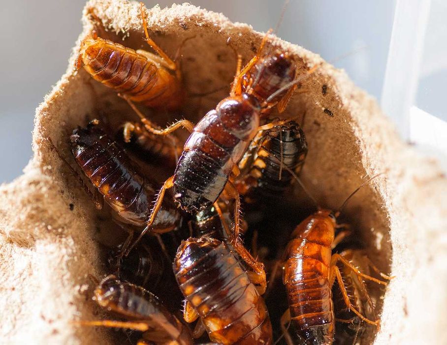 Таракан туркменский