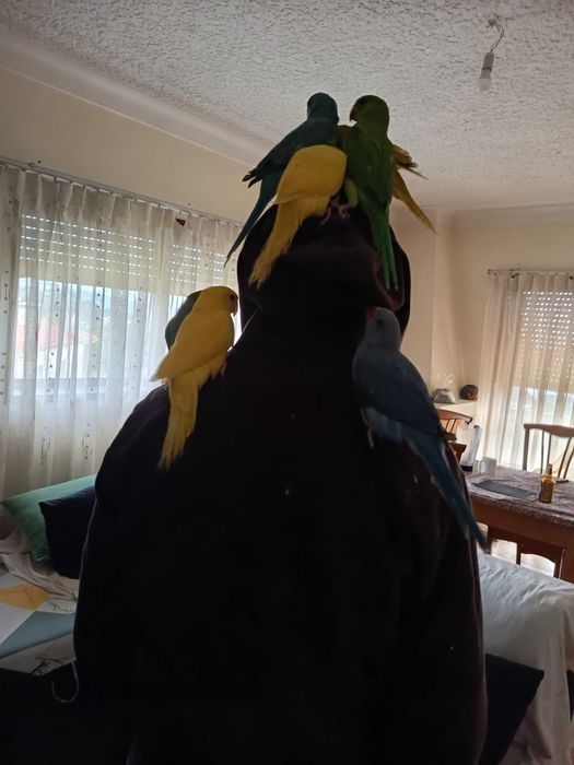 Ring necks criados a mão