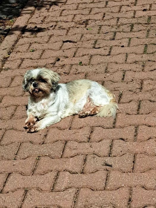 Zaginął shih tzu w Piekle Dolnym gm. Przywidz