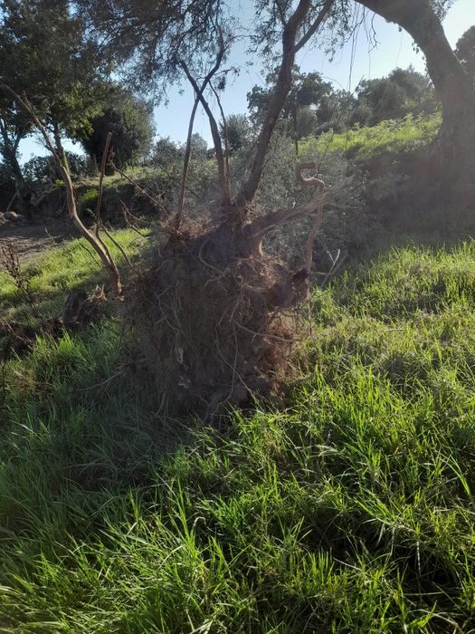 Oliveira nova ..