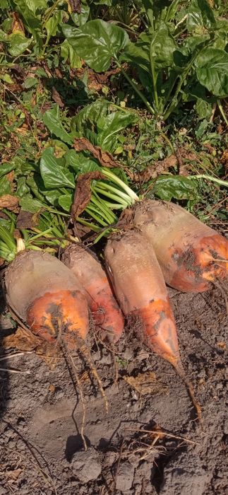 Буряк кормовий Бригадир.