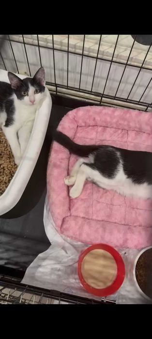 Gatinhos com 2 meses para adoção responsável em Gondomar