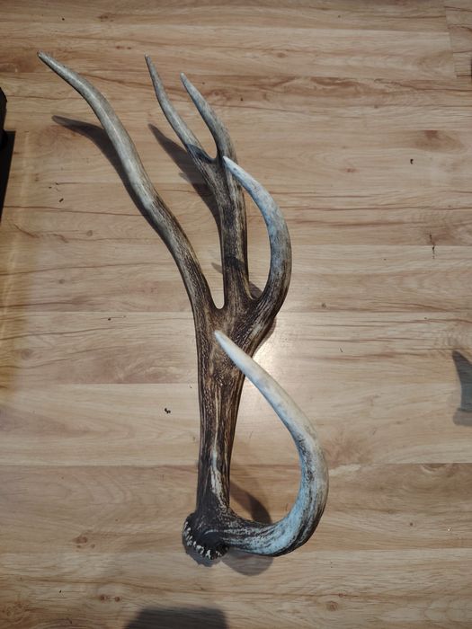 Poroże jelenia zrzuty mylkusy