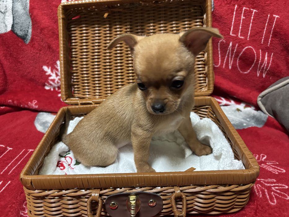 Прекрасні Чіхуахуа