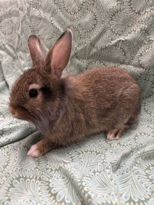 Mini królik samiec – królik miniaturowy urodzony 11.01.2026