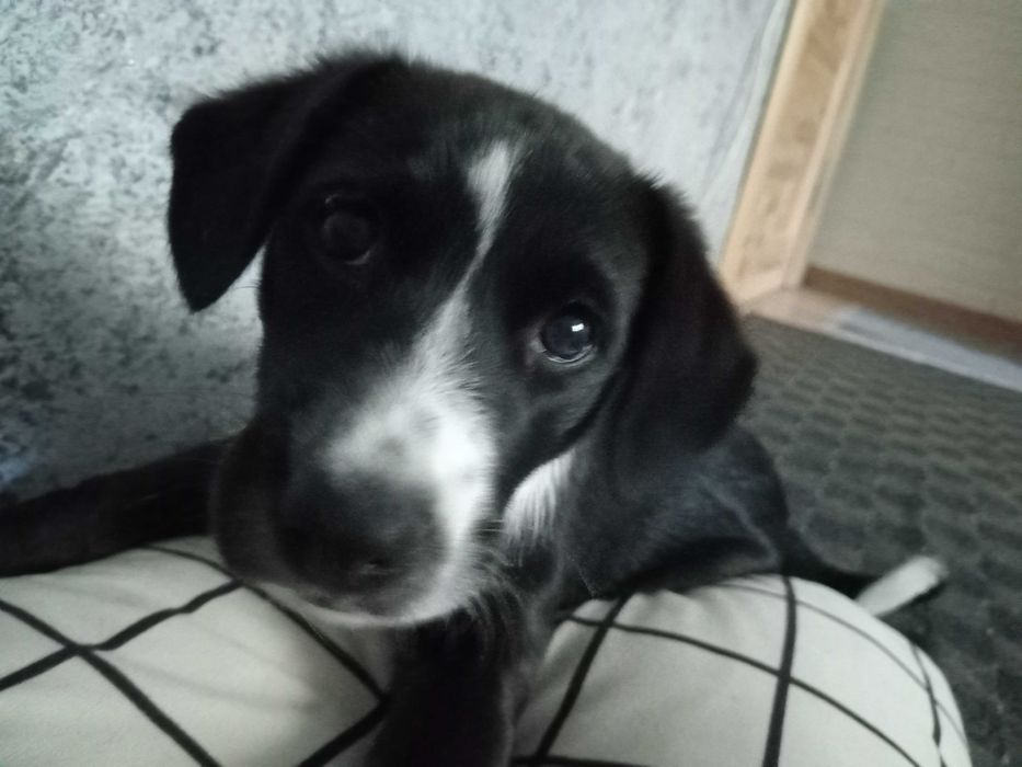 Відам терміново собаку 2 місяці