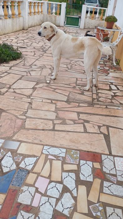 Rafeiros Alentejanos