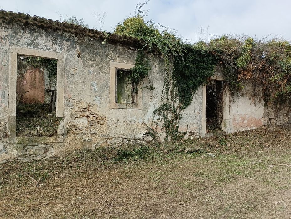 Serviço limpeza terreno/jardins