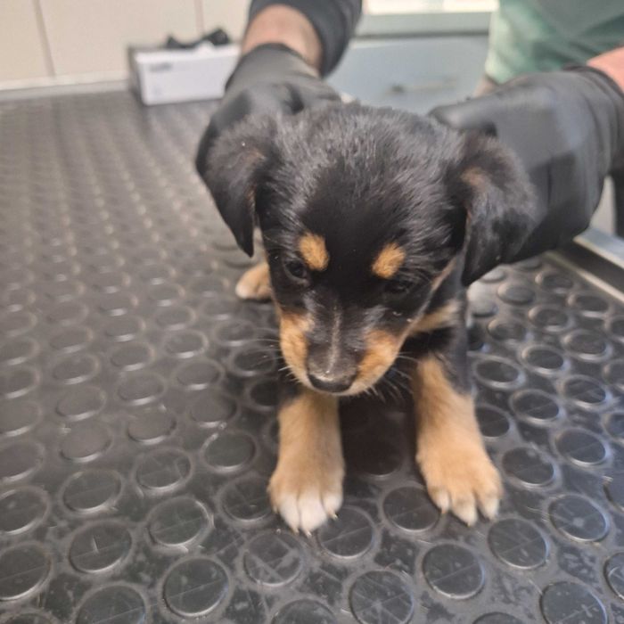 Szczeniaki - matka owczarek szkocki długowłosy collie