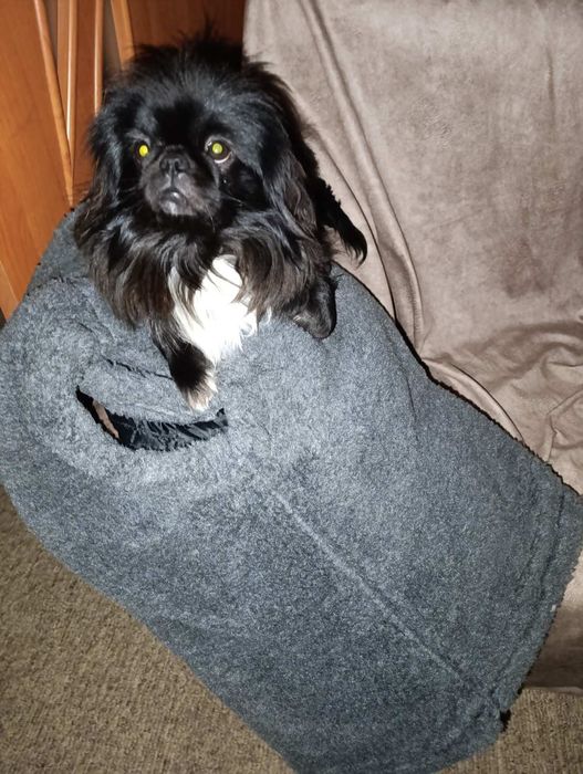 Продаються дівчатка пекінеси