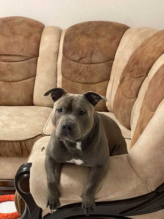 Американський буллі, Стафф, Пітбуль. В'язка. Амбуль.