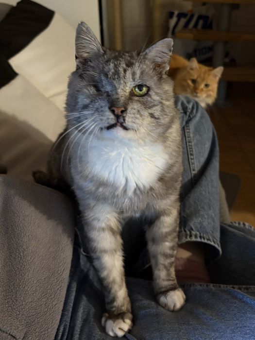 Słodki Lituś szuka domku