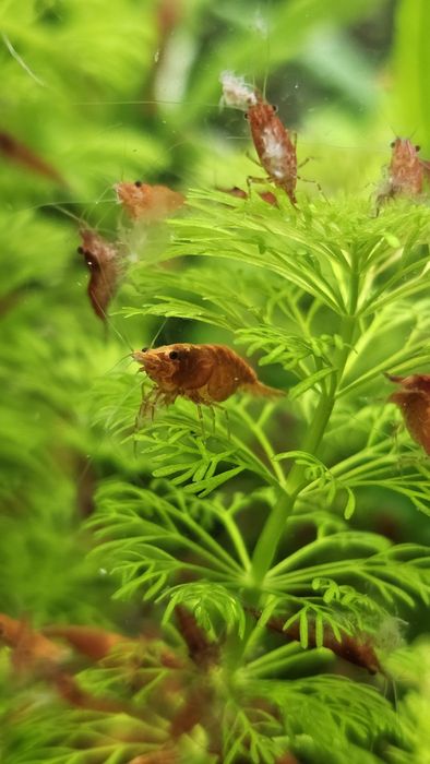 Krewetki red cherry- gratisy