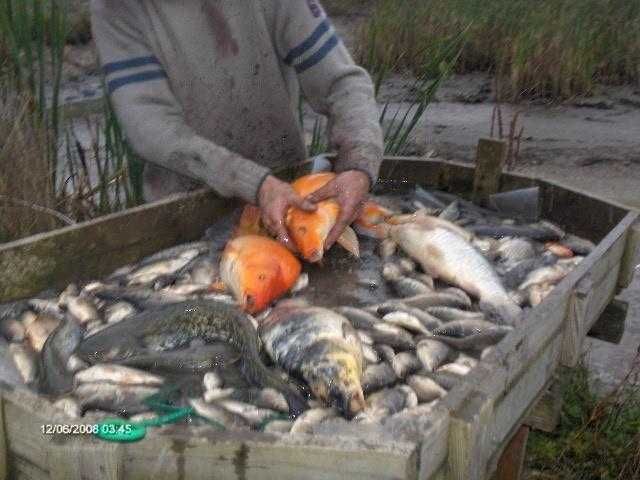 karp KARP kroczek od 17cm do 22cm 10 zł szt i inne amur tołpyga lin