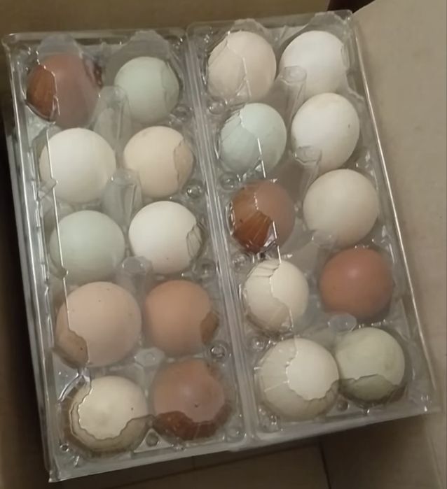 Продам разноцветное столовое яйцо