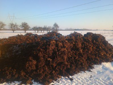Obornik bydlęcy duża ilość