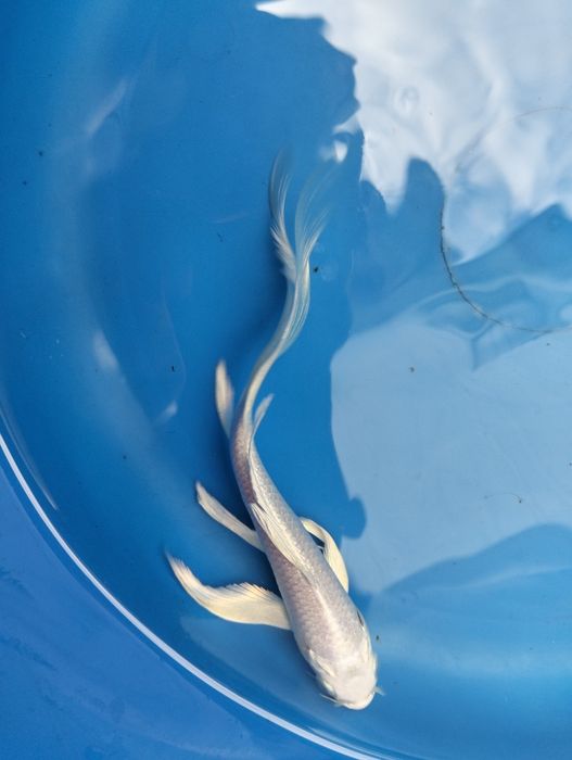 Carpa koi véu platium 15cm