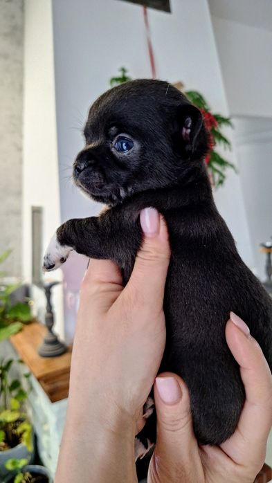 REZERWACJA !!!Czarna sunia Chihuahua