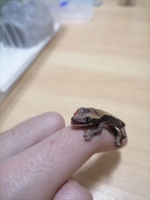 Incubadora para répteis