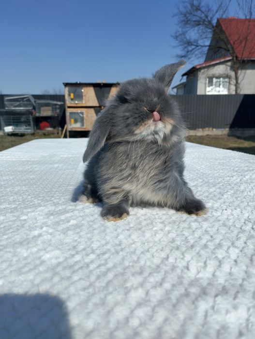 Декоративні кролики