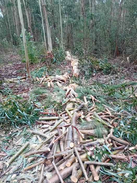 Serviços de jardinagem e limpezas.
