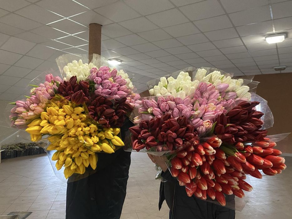 Тюльпани опт/роздріб