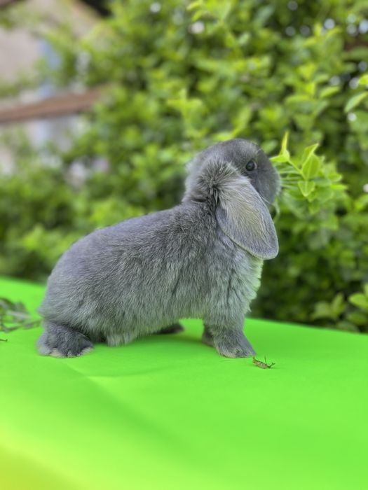 NHD.кролики карликові.декоративні