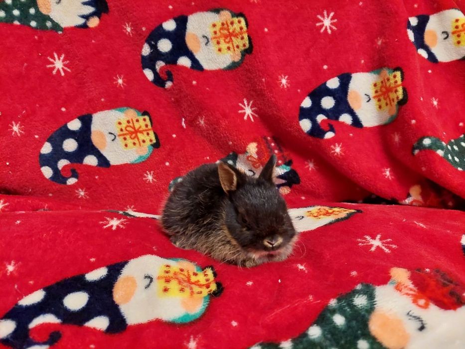 Нідерландські міні кролики