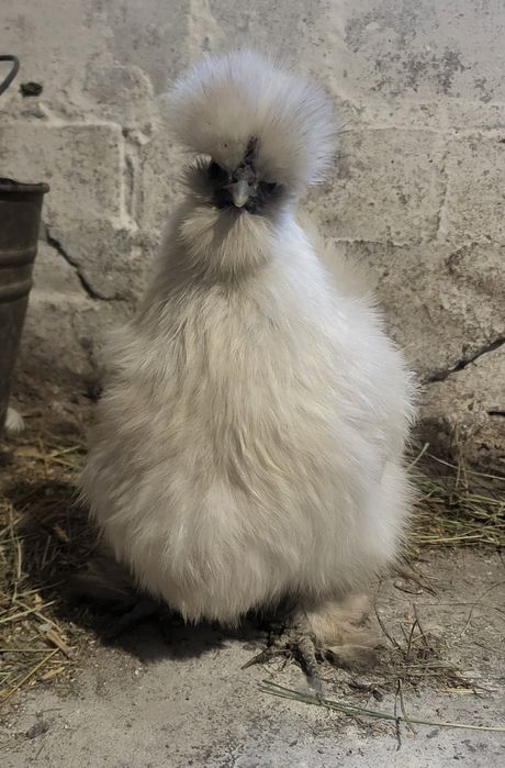 Инкубационное яйцо карликового кохинхина, бентамки, шовкова, мильфлер