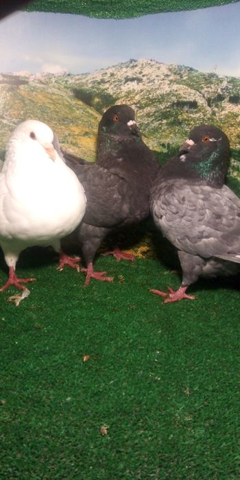 Casal de pombos correios