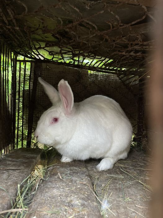 Продам кролі Паннон