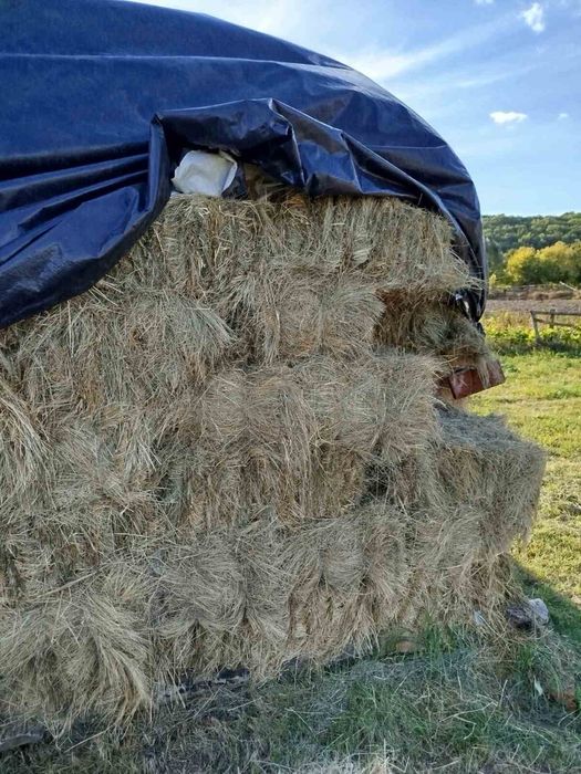 Сіно в тюках 2025