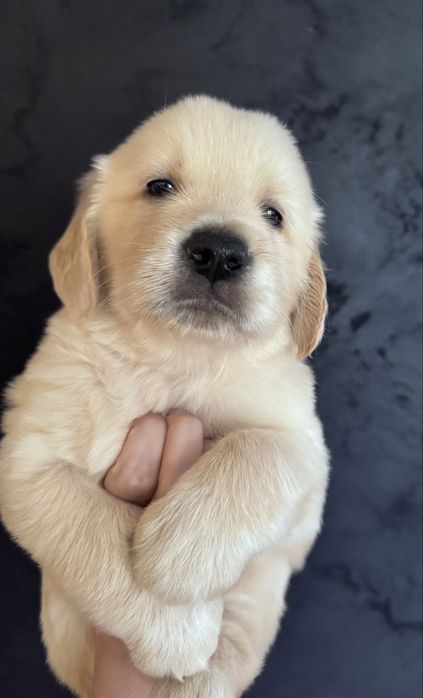Golden Retriever szczeniak # Genetyka/Dysplazja