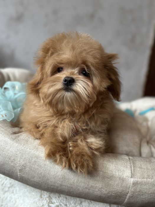 Мини мальчик мальтипу