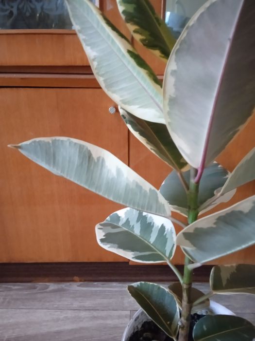 Продам фікус великий